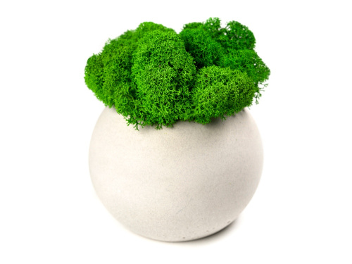 Кашпо бетонное со мхом «Сфера» Кашпо бетонное со мхом «Сфера»