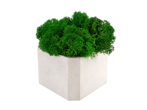 Кашпо бетонное со мхом «Гама» Кашпо бетонное со мхом «Гама»